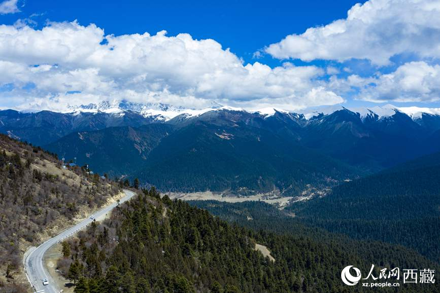 圖為在海拔4700多米的色季拉山，觀測從森林到草甸的多種植被類型。