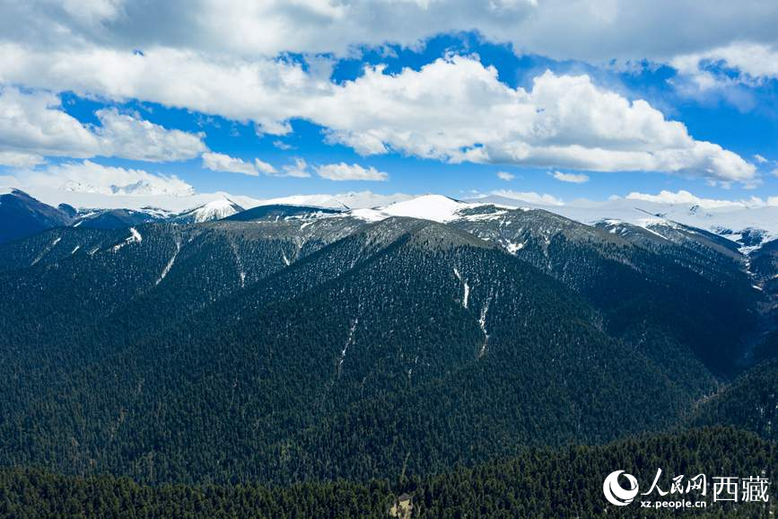 圖為在海拔4700多米的色季拉山，觀測(cè)從森林到草甸的多種植被類型。