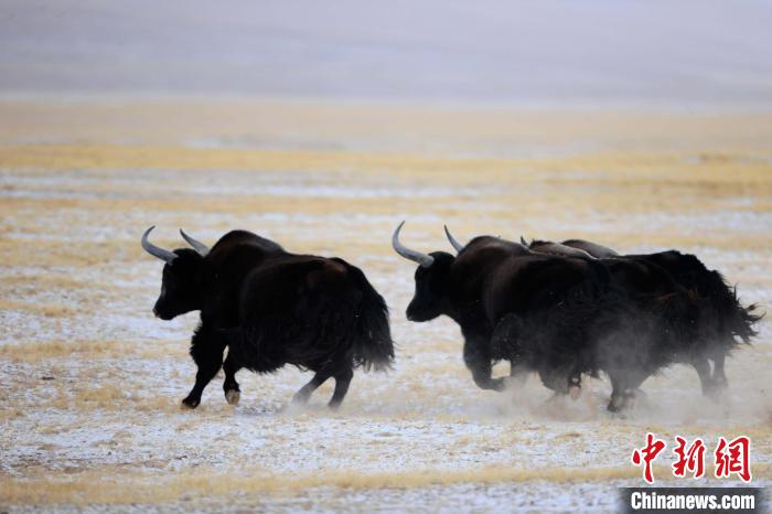 牦牛如何適應低氧環(huán)境？中科院團隊發(fā)現(xiàn)牦牛特有肺內皮細胞起作用