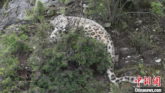 圖為雪豹向牧民攝影師方向張望。(資料圖) 公尕日 攝