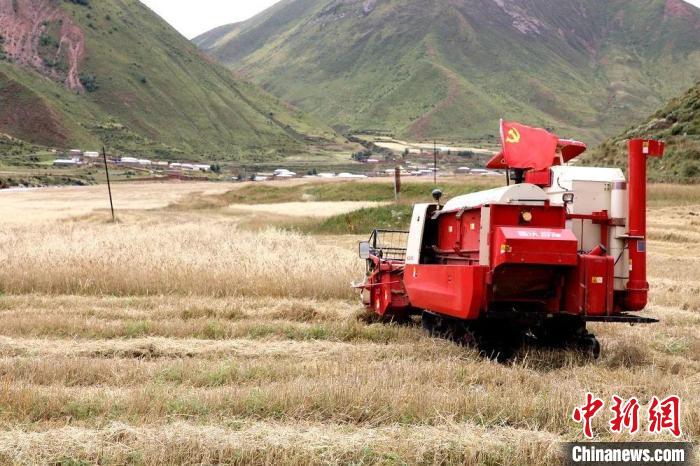 圖為秋收現(xiàn)場(chǎng)?！∮駱?shù)州委宣傳部供圖