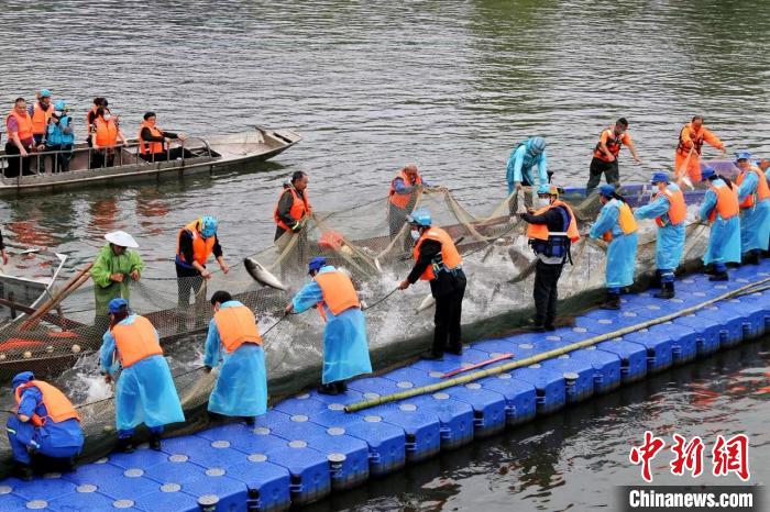 捕撈現(xiàn)場。　主辦方供圖
