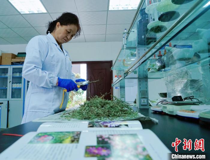 圖為張錦梅在實驗室工作?！●R銘言 攝