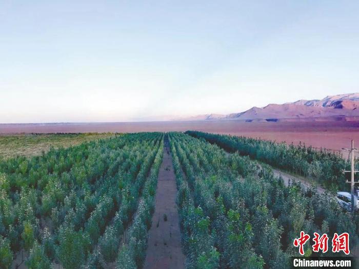 圖為格爾木境內(nèi)種植的綠樹(shù)。　格爾木融媒體中心供圖