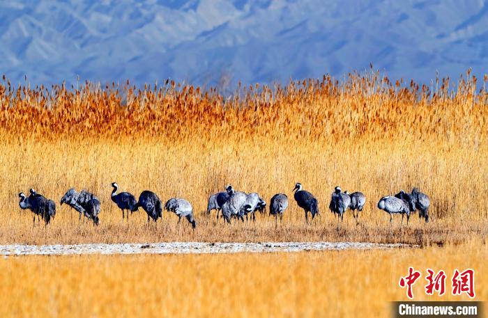 圖為可魯克湖野生水鳥覓食?！〉铝罟形麄鞑抗﹫D