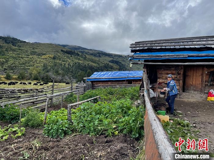 圖為9月27日牧民的牧屋和菜園子。 <a target='_blank' href='/'><p  align=
