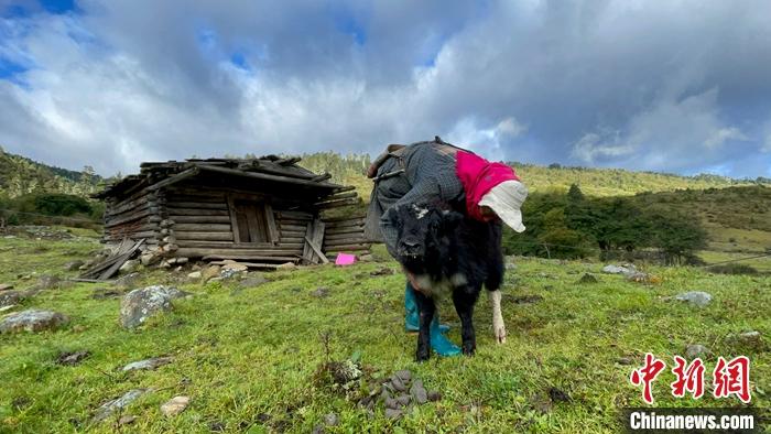 圖為9月27日牧民給小牦牛按摩。 <a target='_blank' href='/'><p  align=