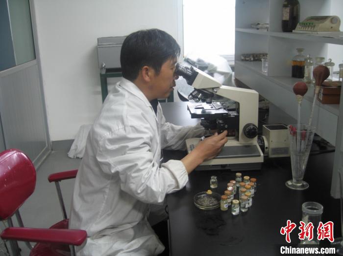 資料圖為研究團(tuán)隊(duì)進(jìn)行實(shí)驗(yàn)室寄生蟲分類鑒定?！?青海省畜牧獸醫(yī)科學(xué)院供圖