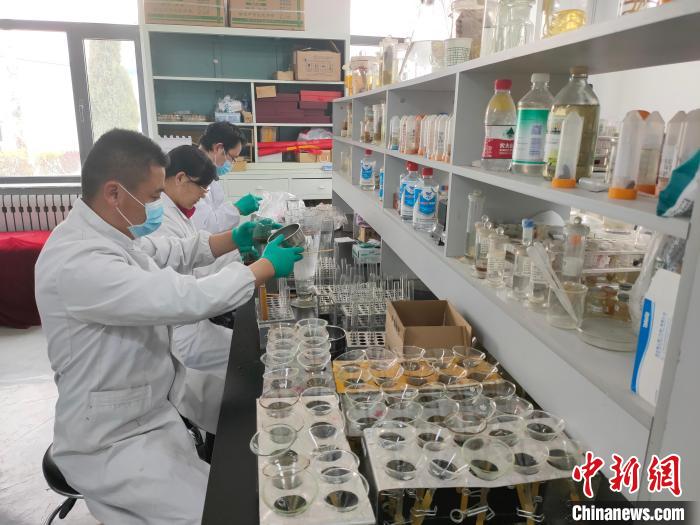 資料圖為研究團(tuán)隊(duì)進(jìn)行樣本檢查。　 青海省畜牧獸醫(yī)科學(xué)院供圖