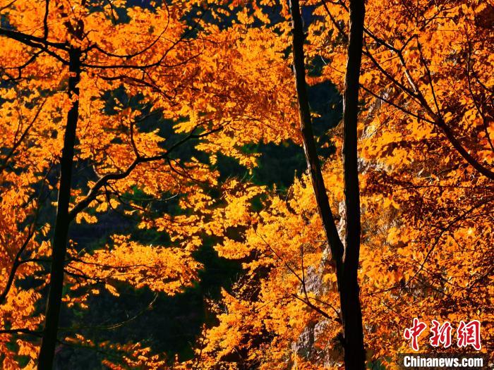 秋意濃?！≈炱桨?攝