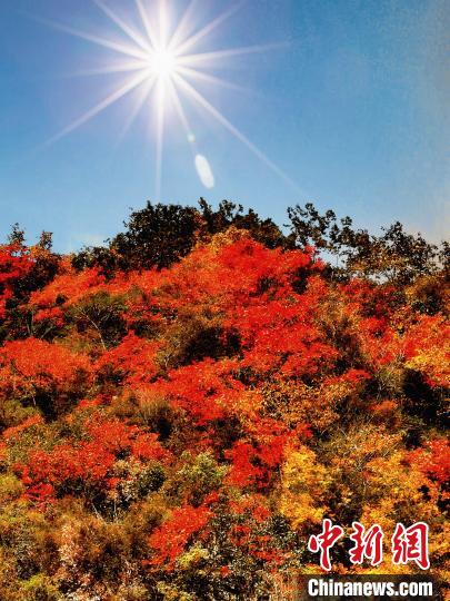 萬源市紅葉似火?！≈炱桨?攝