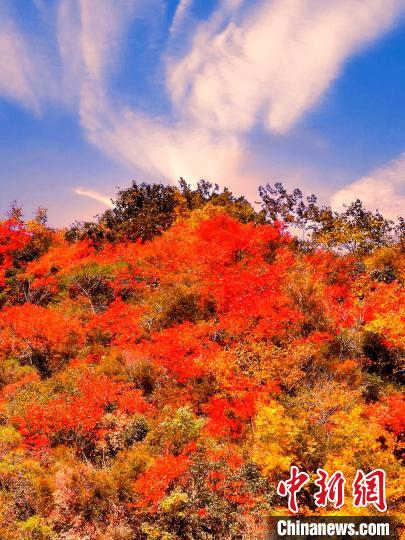 萬源深秋紅葉似火?！≈炱桨?　攝