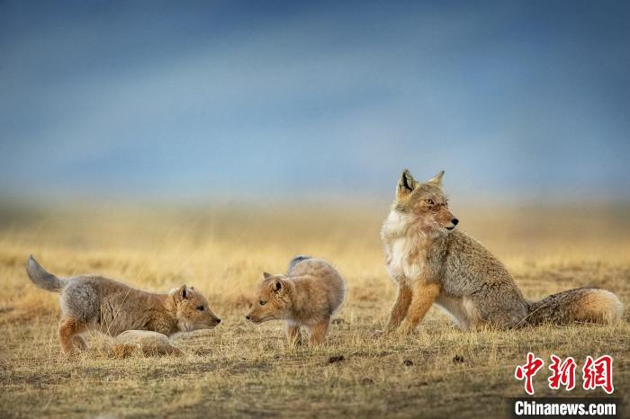 圖為焦生福的作品《居安思?！贰！∏嗪Ｊ∑钸B山自然保護協(xié)會供圖