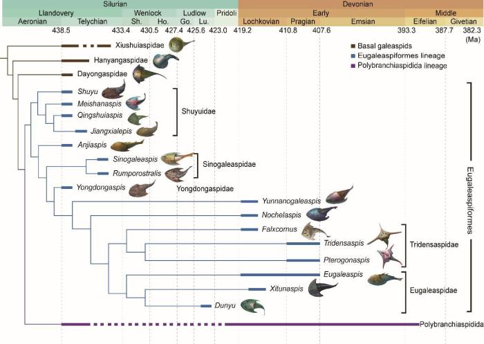 盔甲魚類的系統(tǒng)發(fā)育關(guān)系及地史分布?！≈锌圃汗偶棺邓?供圖