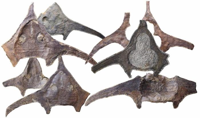 玉海翼角魚化石照片?！∩w志琨 攝