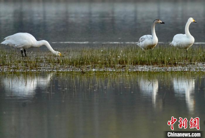 圖為三只大天鵝在黃河灘地嬉戲?！±钣穹?攝