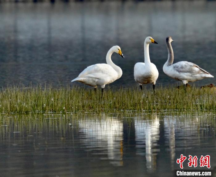 圖為三只大天鵝?！±钣穹?攝
