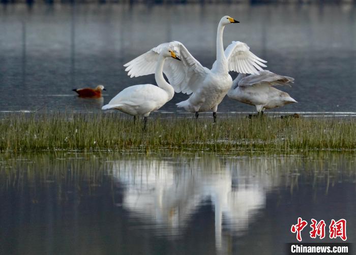 圖為三只大天鵝在黃河灘地嬉戲?！±钣穹?攝