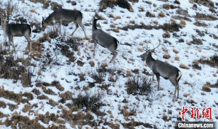 圖為巖羊和馬鹿集體覓食?！《继m縣融媒體中心 供圖