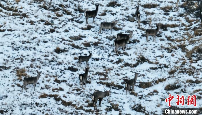 圖為巖羊和馬鹿集體覓食?！《继m縣融媒體中心 供圖