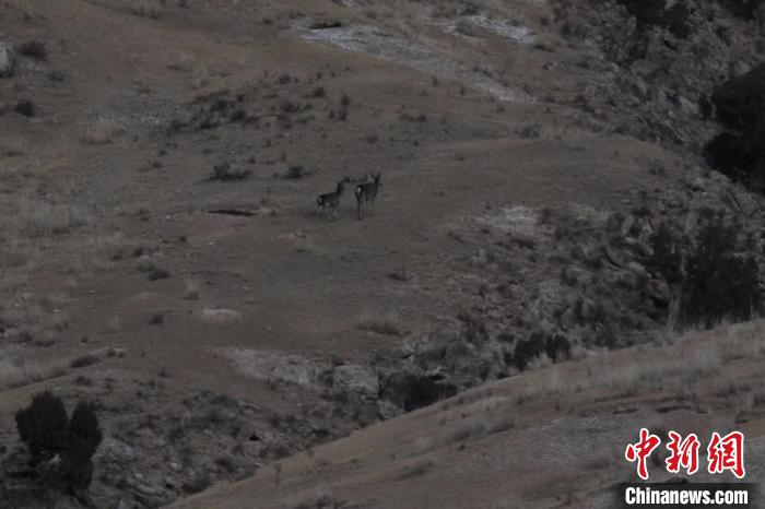 圖為兩只馬鹿在山坡上行走?！〔湃?攝