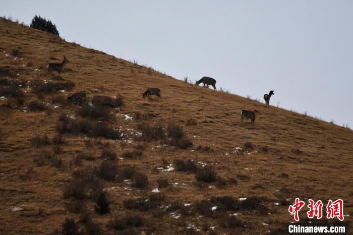 圖為馬鹿群在山坡上覓食?！〔湃?攝