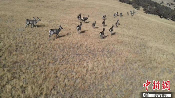 圖為馬鹿群在草地中漫步?！〔湃?攝