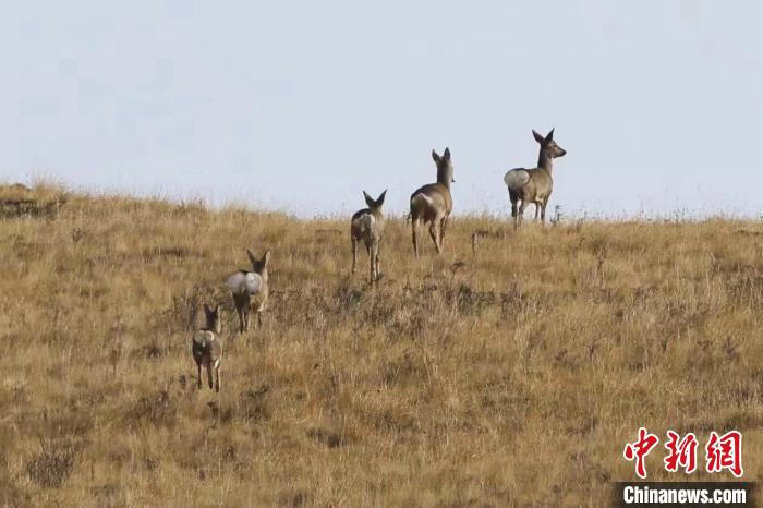 圖為狍鹿在山間漫步?！〔彭?xiàng)南加 攝