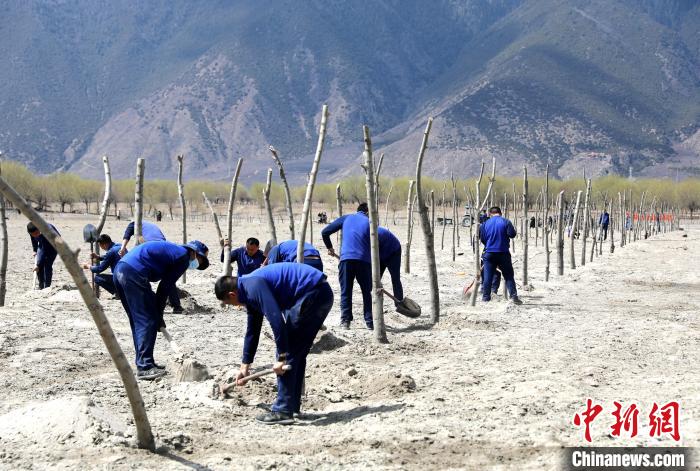 林芝市巴宜區(qū)森林消防中隊(duì)志愿服務(wù)隊(duì)熱火朝天的植樹現(xiàn)場。　西繞拉翁 攝