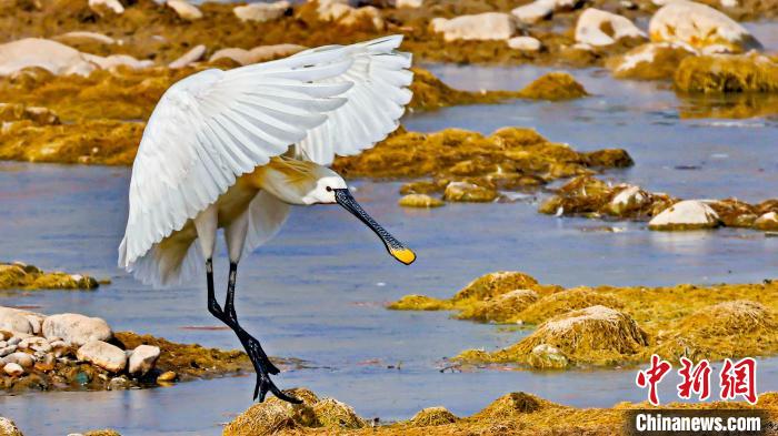 圖為白琵鷺。　嚴桉 攝