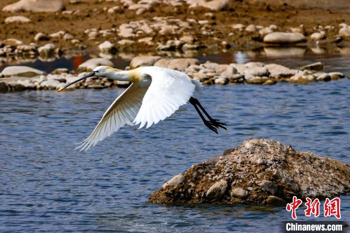 圖為準備飛翔的白琵鷺?！黎?攝