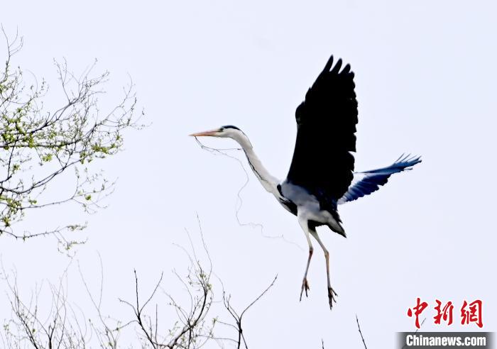 蒼鷺在覓食嬉戲?！“苍?攝