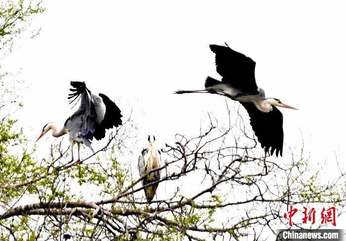 蒼鷺在覓食嬉戲?！“苍?攝