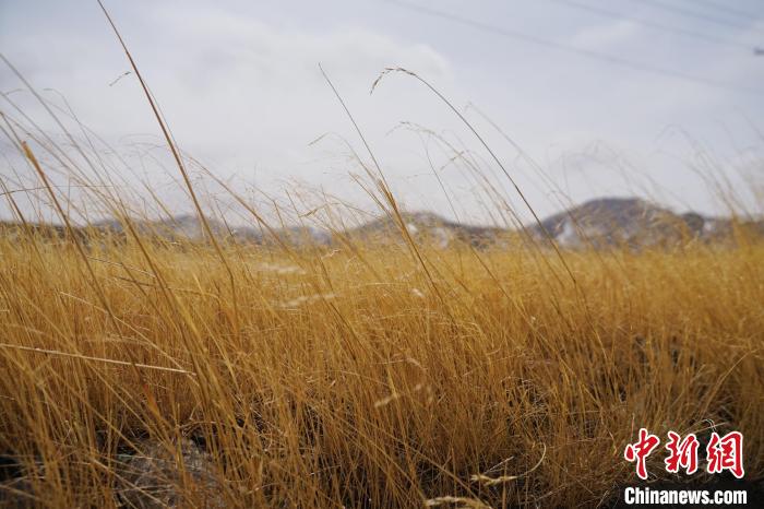 圖為青海省海西蒙古族藏族自治州天峻縣木里礦區(qū)草木茂盛。　馬銘言 攝