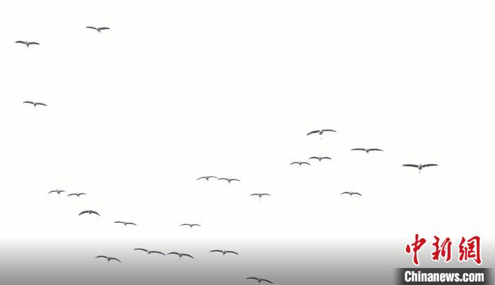 遷徙北歸?！√烊h融媒體中心 供圖