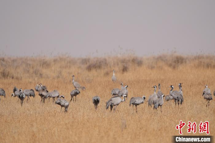圖為草原上棲息的灰鶴。　先宮 攝