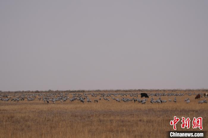 圖為草原上棲息的灰鶴?！∠葘m 攝