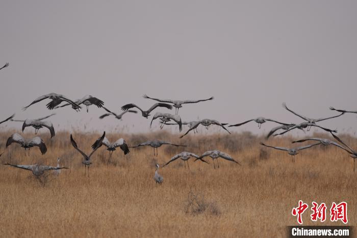 青海都蘭成群灰鶴匯集，場(chǎng)面壯觀