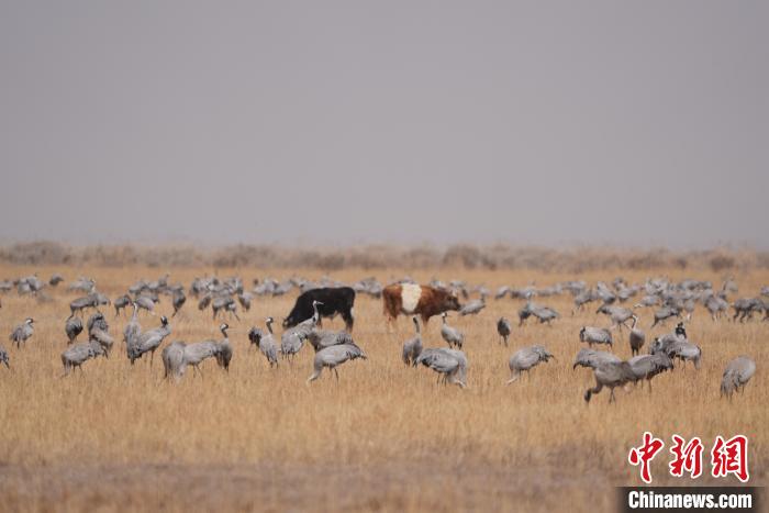 圖為草原上棲息的灰鶴。　先宮 攝