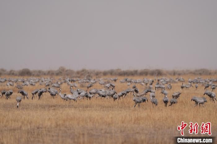 圖為密集分布的灰鶴。　先宮 攝
