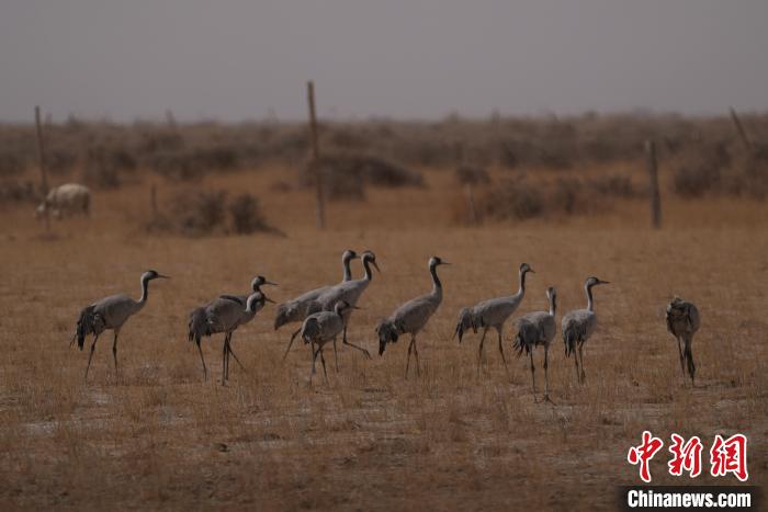 圖為灰鶴?！∠葘m 攝