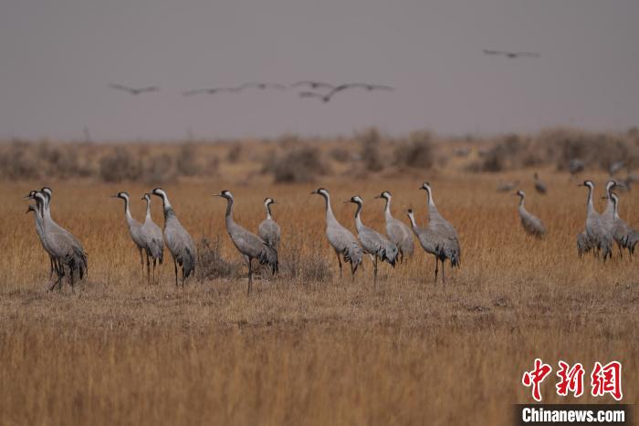 圖為灰鶴?！∠葘m 攝