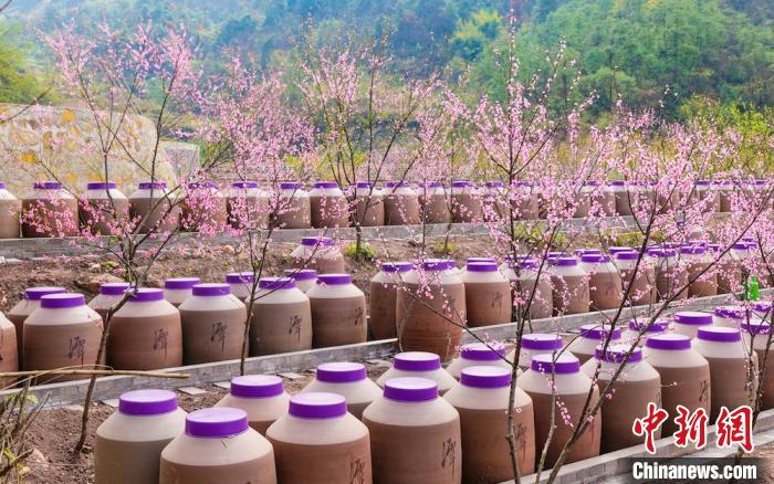 桃花和酒壇相映成趣?！∫足?攝