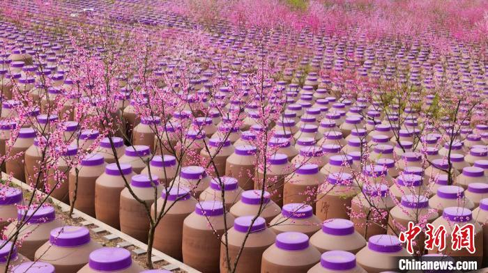 桃花和酒壇相映成趣?！∫足?攝