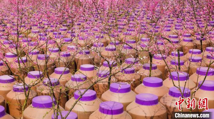 桃花和酒壇相映成趣?！∫足?攝