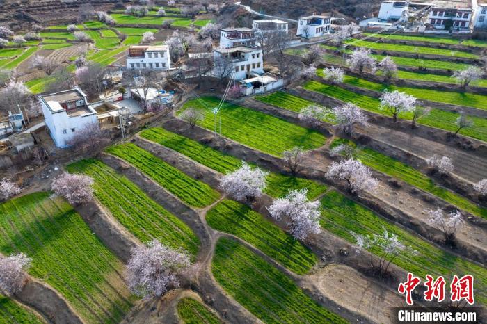 白松鎮(zhèn)層層麥田綠意盎然，與桃林構(gòu)成一幅美麗的鄉(xiāng)村畫卷。　劉忠俊 攝