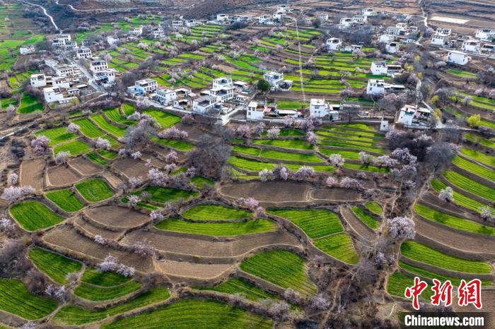 白松鎮(zhèn)桃花林中的白藏房?！⒅铱?攝