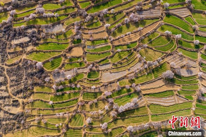 空中俯瞰得榮縣白松鎮(zhèn)的高山麥田和桃林?！⒅铱?攝