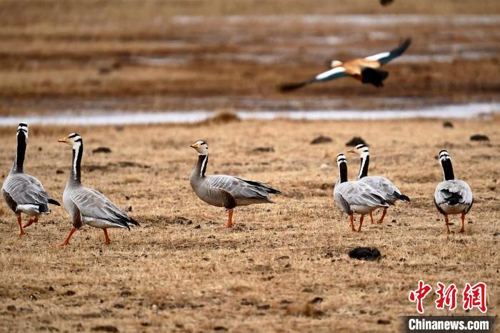 圖為成群的斑頭雁?！“?攝