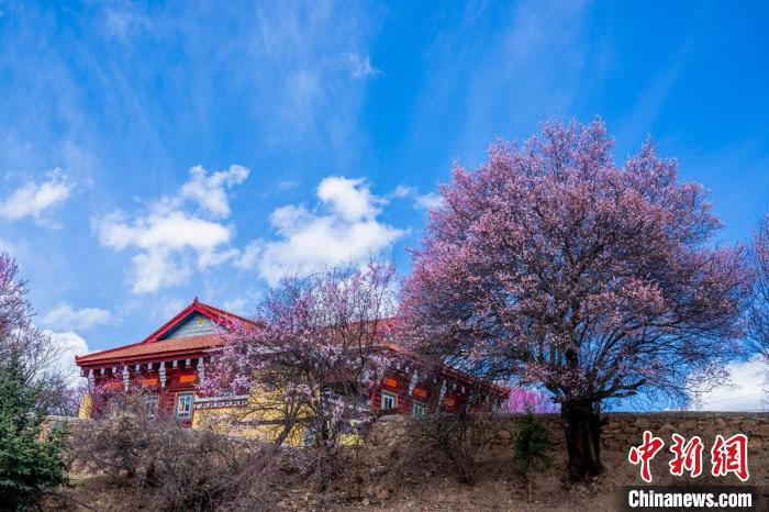 四川高原小城杏花桃花競(jìng)相開(kāi)放鄉(xiāng)村美如畫